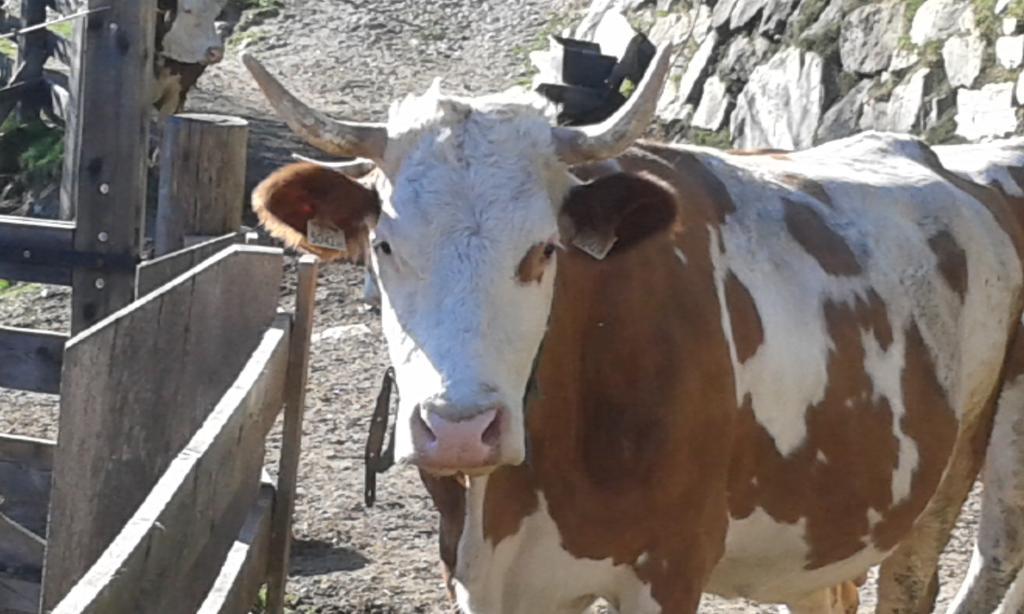 Gospodarstwo agroturystyczne Obertimmeltaler Matrei in Osttirol